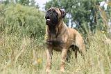 BULLMASTIFF 273